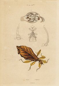 Leaf Insect and Nudibranch