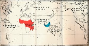 Lemuroidea - II. Map, Showing Distribution of Tarsiidae Blue, and Galaginae Red by Unbekannt