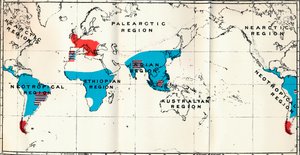 Lemuroidea - IV. Map, Showing distribution of Living Blue and Fossil Red Anthropoidea by Unbekannt