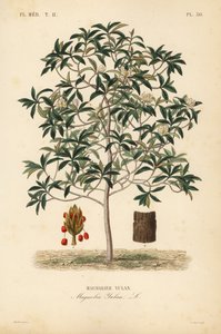 Lilytree or Yulan magnolia