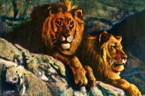 Lions