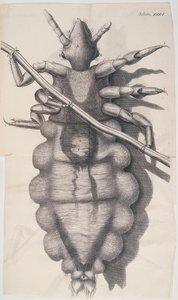Louse clinging to a human hair in Hooke