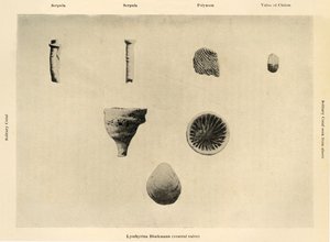 Marine Organisms, Magnification 1 12