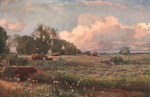 Meadow Sweets