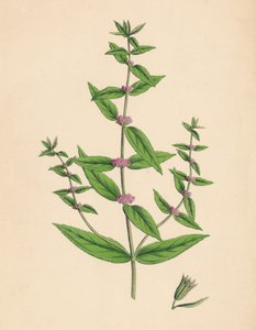 Mentha Gracilis, var. Genuina. Slender Mint, 19th Century by Unbekannt