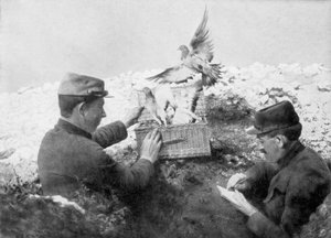 Messenger Pigeons Being Released at the Front Line, World War I by Unbekannt