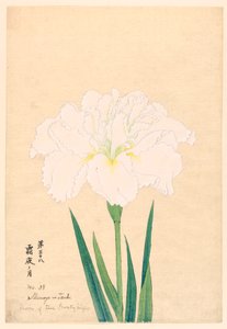 Moon of the Frosty Night, No. 38, ca. 1910