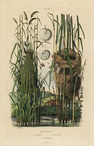 Nests of the Streaked Fantail Warbler and Reed Warbler by Unbekannt