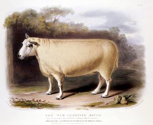 New Leicester Dishley Ram