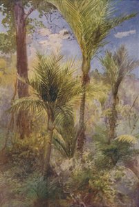 New Zealand Forest