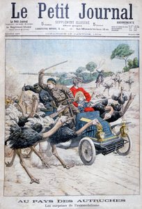 Ostriches attacking a car, California, USA, 1904