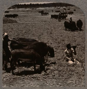 Oxen Treading Corn, c1900