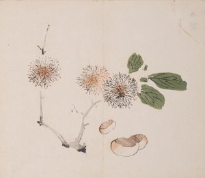 Page from Shi Zhu Zhai
