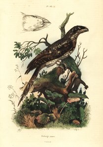 Papuan frogmouth, Podargus papuensis
