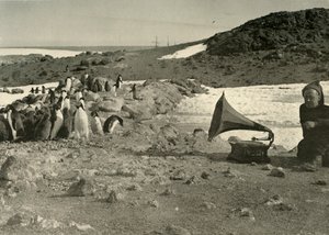 Penguins Listening to the Gramophone During the Summer by Unbekannt