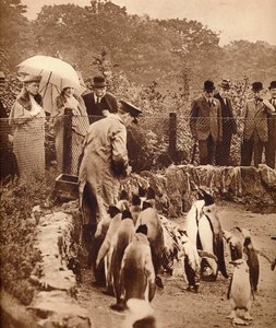 Penguins on Parade for the King, 1934-1935 by Unbekannt