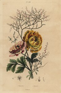 Persian buttercup, Ranunculus asiaticus, and Chinese indigo, Persicaria tinctoria