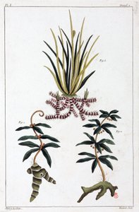 Medicinal Plants, China