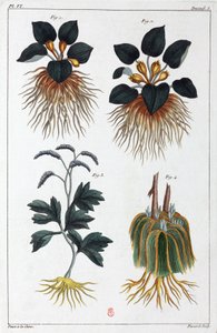 Medicinal plants, China