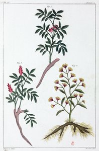 Medicinal Plants, China
