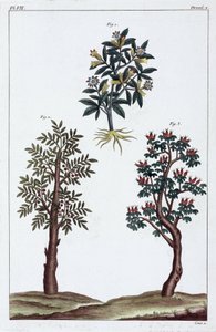 Medicinal Plants, China