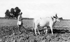 Ploughing in India by Unbekannt