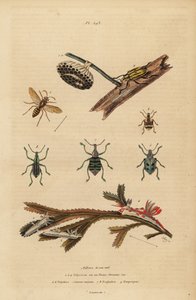 Polistes Gallicus, Paper Wasp and Nest, Blue Weevil, Root Weevil, Polycera Sea Slugs, Atlantic Ancula on Seaweed by Unbekannt
