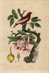 Pompadour Cotinga on an Apple Tree by Unbekannt