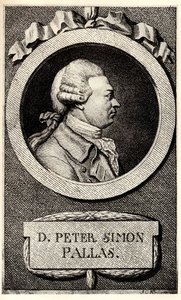 Portrait of the Zoologist and Botanist Peter Simon Pallas, Early 19th Century by Unbekannt