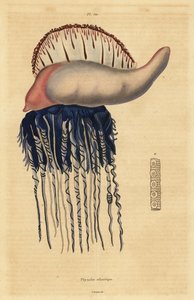 Portuguese man-of-war, Physalia physalis