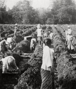 Preparing irrigation channels at a sugar plantation, Java, Dutch East Indies, 1927 by Unbekannt