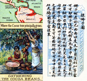 Principal areas for the production of cocoa, from the series of 