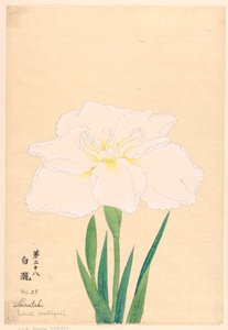 White Waterfall (Shirataki), No. 28