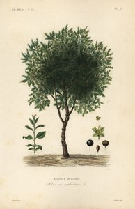 Purging buckthorn tree, Rhamnus cathartica