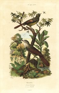 Red-billed Scythebill and Olivaceous Woodcreeper