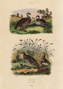 Red-legged Partridge and Grey Partridge
