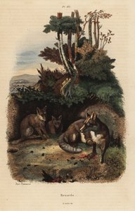 Red Foxes Outside a Den by Unbekannt