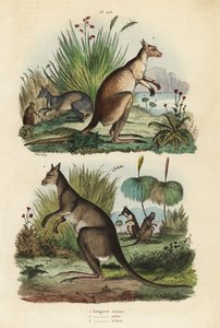 Red kangaroo, Macropus rufus, eastern grey kangaroo, Macropus giganteus, and dusky wallaby, Thylogale brunii