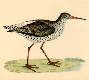 Redshank