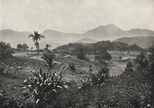 Terraced Rice Fields, 1926