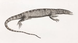 Reptiles: Ouaran of Forskal