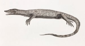 Reptiles: Tupinambis from the Nile