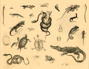 Reptiles by Unbekannt