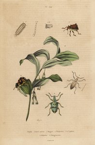 Rhigus, Platyoma and Cyphus weevils, bristly millipede, and King Solomon