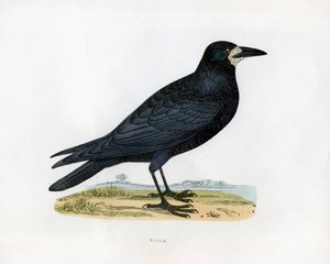 Rook