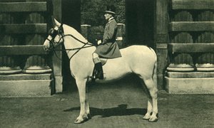 Royal Outrider in Scarlet Livery