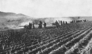 Russian field artillery in the millet field, Russo-Japanese War
