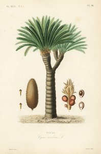 Sago palm, king sago, sago cycad or Japanese sago palm, Cycas revoluta by Unbekannt