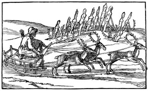 Samoyed Travelling on a Sleigh Pulled by Reindeer