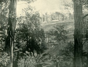 Scene at Upper Gembrook, Victoria